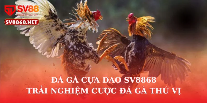 Đá Gà Cựa Dao SV88 – Trải Nghiệm Cược Đá Gà Thú Vị 6 Đá Gà Cựa Dao SV88 – Trải Nghiệm Cược Đá Gà Thú Vị