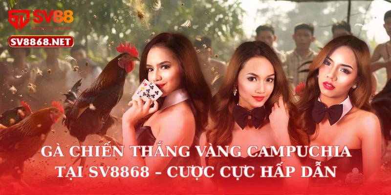 Gà Chiến Thắng Vàng Campuchia Tại SV88 – Cược Cực Hấp Dẫn 3 Gà Chiến Thắng Vàng Campuchia Tại SV88 – Cược Cực Hấp Dẫn